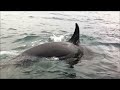 Alaska Killer Whales vs. Witty Otter