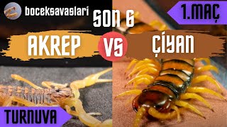 Böcek Savaşlari Turnuvasi Son 6 1.Maç Akrep Vs Çi̇yan