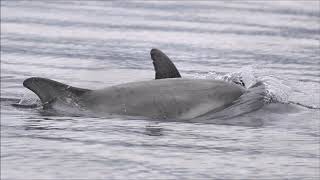 Adopt a dolphin update - July 2019
