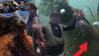 Pulpos Gigantes El Buzo Que Explora Las Profundidades En Busca De Gigantes