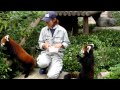 Pretty red panda of the Fukuoka-shi Zoo, Japan 可愛いレッサーパンダ 福岡市動物園