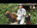 Pretty Red Panda Of Fukuoka Shi Zoo Japan images Pretty Red Panda Of Fukuoka Shi Zoo Japan