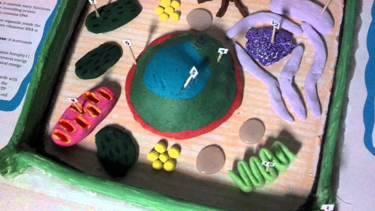 Little prowlers plant cell project - YouTube