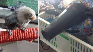 Pet Birds Use Hairdryer After Shower