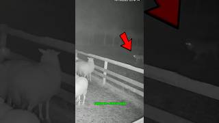 1 Perro Kangal Vs Lobo Ferozdefensa Épica De Su Rebaño