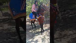 Arak Arakan Kuda Joget Bugel