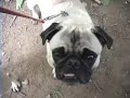Pugs And Donuts