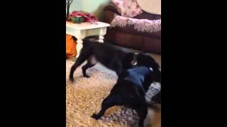 Mad Staffies
