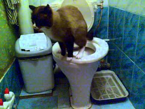 Кот какает на горшке Кот какает на горшке