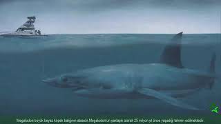 Megalodon I Gelmi̇ş Geçmi̇ş En Korkunç Köpek Baliği