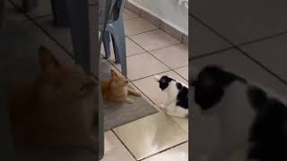 From Criminal To Cute