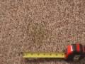 CARPET STAIN CLEANING TIP