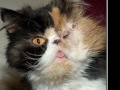 Help Save The Animals From The Abuse