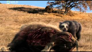 Prehistoric Predators Giant Bear
