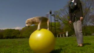 Unbelievable Animals - Japanese Beagle Dog On A Ball World Record Breaking 10 Meters In 11.9S
