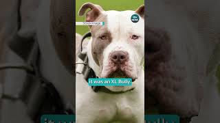 Dog That Killed A 19-Year-Old In An Attack In Bristol Confirmed As An Xl Bully Itv News