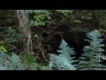 Wild Transylvania presents "Forest colors" trailer
