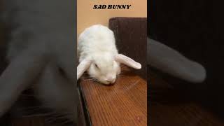 From Tears To Joy The Uplifting Tale Of A Sad Bunnys Transformation