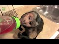 monkey