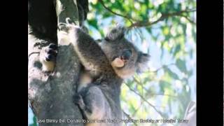 Watch John Williamson Koala Koala video