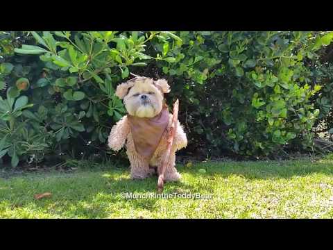 犬のコスプレ スターウォーズのイウォークが迫り来る おすすめ人気動画紹介