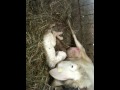 Lamb birth