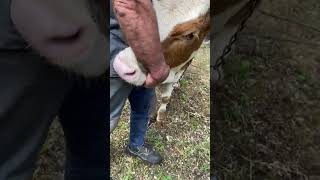 Kurban Kesimi 1