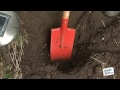 planter des rosiers