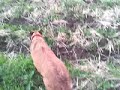 Training the search square with carla