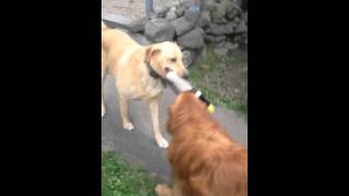 Riley Vs Dory - Dog 1V1