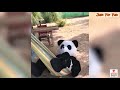 Best Funny Fails Videos Compilation #3 2019