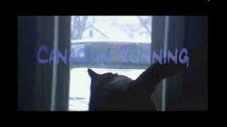 Watch Bear Quartet All Boxes video