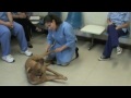 A SUCCESSFUL VET VISIT - Sit Means Sit Cleveland-Akron
