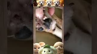 Mangoworm Removal Compilation, Rescue Dog Mangoworms, Vet Mangoworm Treatment