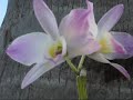 A Orquídea do quintal - For Someone You Care ecards - Flowers Greeting Cards A Orquídea do quintal - For Someone You Care ecards - Flowers Greeting Cards