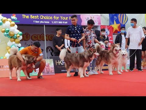 Chó Corgi- Husky- Samoyed- Golden- Mông Cộc cùng vui Festival thú cưng ĐBSCL lần 1 TP Cần Thơ