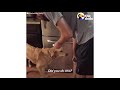 Funny Guilty Dogs Compilation | The Dodo