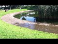 Seagull tap dancing
