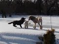 Standard and mini poodles playing in a snowy wonderland