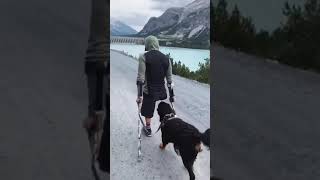 Cão Protetor De Deficiente Fisico