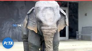 Meet Ellie the Elephant