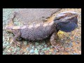 Bearded Dragon Care Tips - Bearded Dragon Pet; Take Care of Bearded Dragons