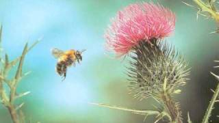 Rimsky Korsakov 34 Flight Of The Bumble Bee 34 Rimsky Korsakov 34 Flight Of The Bumble Bee 34