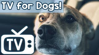 Videos for Dogs to Watch! Calming Squirrels and Birds with Nature Sounds to Help Dogs Relax, Sleep