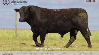 LOTE 82 - TOUROS ANGUS - LEILÃO VIRTUAL SÃO BIBIANO 2020