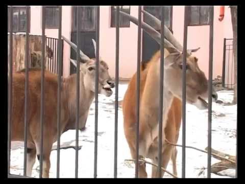 "НТС" від 22.02.2013