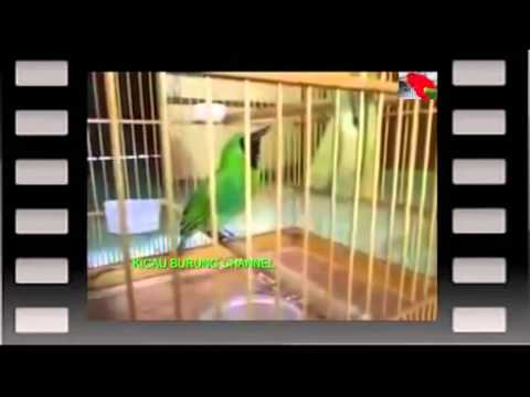 VIDEO : mantaaaappp!!! kicau cucak ijo gacor mini masteran -  ...