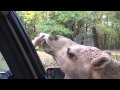 Harmony Safari Park Donkey And Camel Encounters images Harmony Safari Park Donkey And Camel Encounters