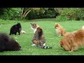 pomeranians