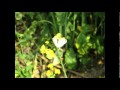 安平町;菜の花畑の贈り物;ナタネ油&ハチミツ
